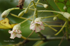 Bauhinia malabarica
